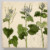 Invasive:Endangered (Dwarf Trout Lily & Garlic Mustard) thumbnail