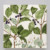 Invasive:Endangered (Twin Leaf & Common Buckthorn) thumbnail